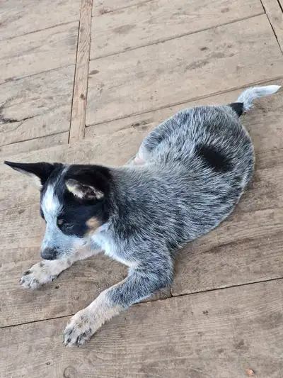 Australian Cattle Dog Puppies (Blue Heeler), View more