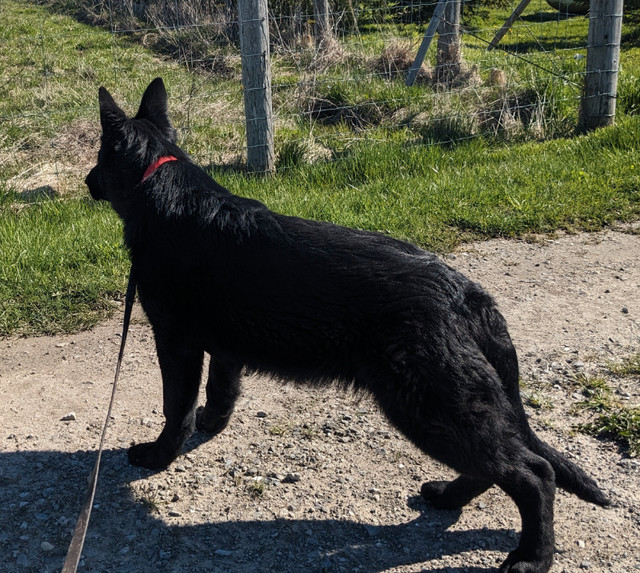 Czech working line German Shepherd Female puppies in Dogs & Puppies for Rehoming in Mississauga / Peel Region