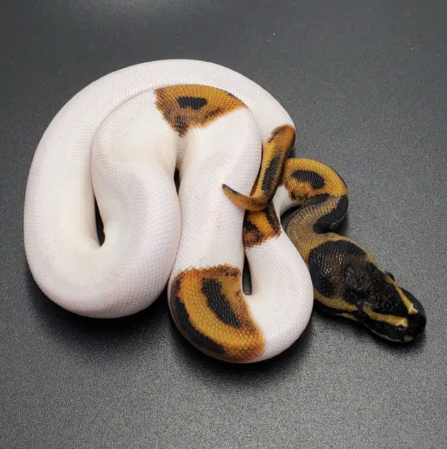 Baby Ball Pythons Now Ready | Reptiles & Amphibians for Rehoming ...