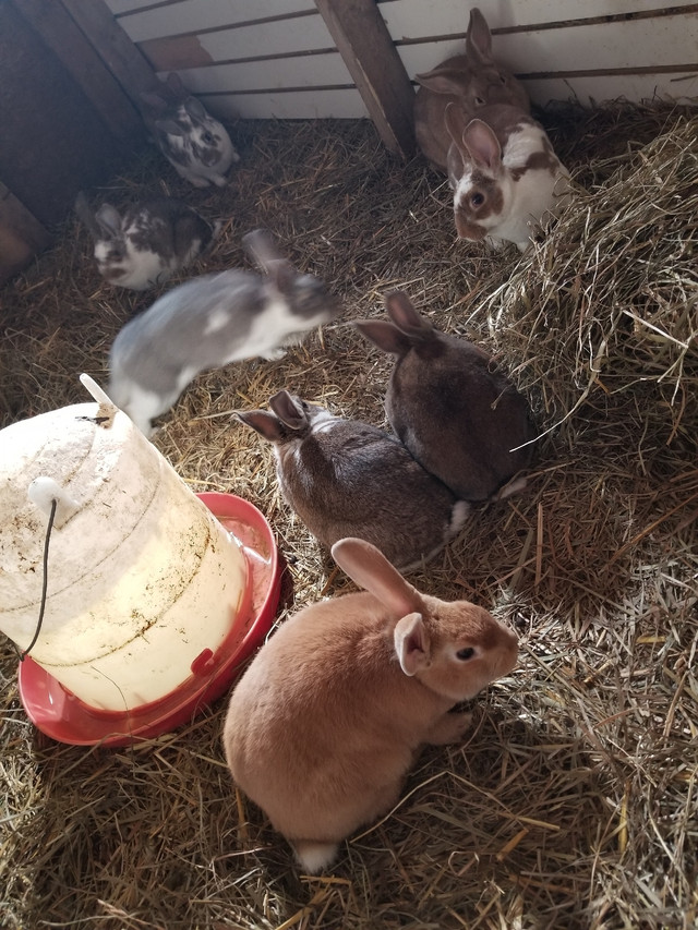 New Zealand Rabbits in Other Pets for Rehoming in Edmonton - Image 2