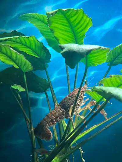 3x 10$ écrevisses/ poissons d’aquarium, View more