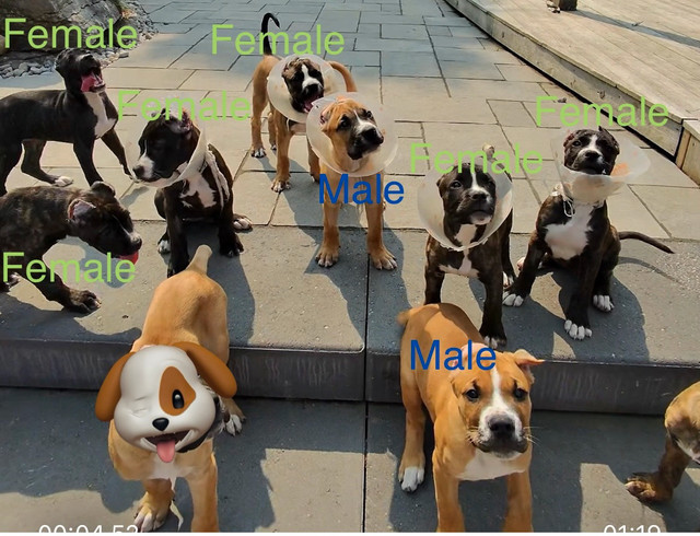 Argentino X Corso  Puppies are now  11 Weeks old ! in Dogs & Puppies for Rehoming in Barrie