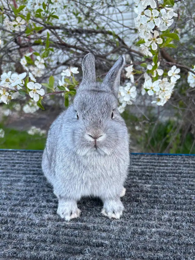 Very cute Netherland Dwarfs rabbits ready to hop in Small Animals for Rehoming in Mississauga / Peel Region - Image 8