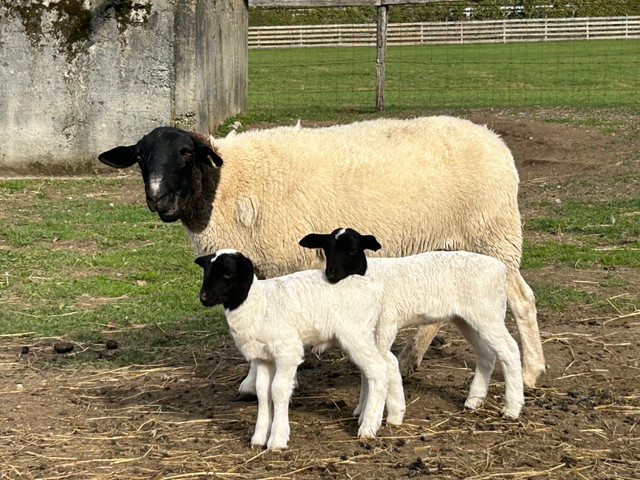 Full Blood Dorper Ram Lamb in Livestock in Hope / Kent