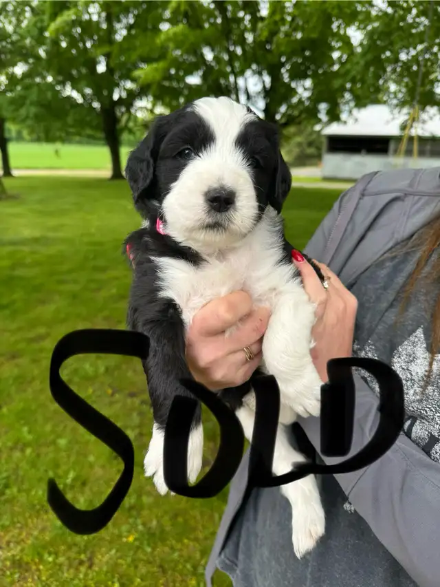 Old English sheepdog cross puppies for sale! in Dogs & Puppies for Rehoming in London - Image 9