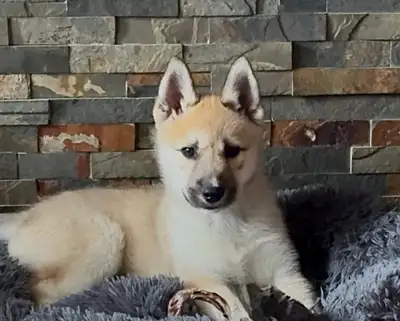 SHEPSKY PUPPY (Tamaskan), View more