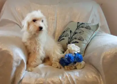 Goldendoodle Puppies!, View more