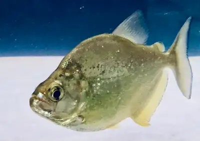 Brandtii Piranha 5 inch, View more