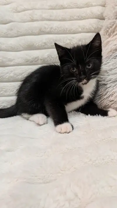 Dernière magnifique petite femelle chaton 8 semaines, View more