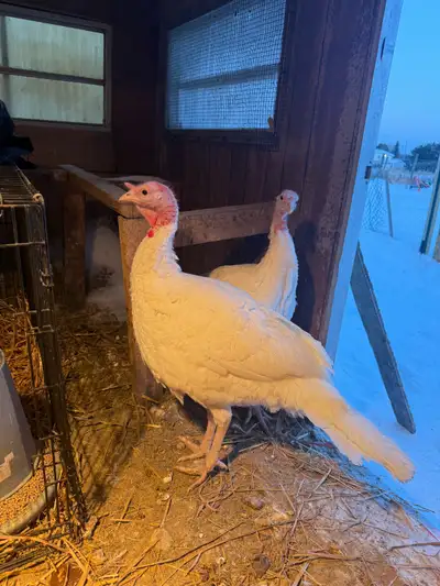 two juvenile small white beltville turkeys unsexed northern ontario