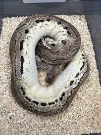 Pewter clown - Win this snake 