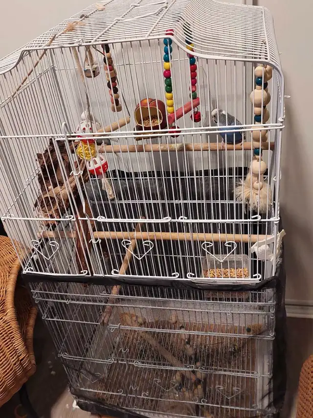 Budgies with cage in Birds for Rehoming in Markham / York Region - Image 5