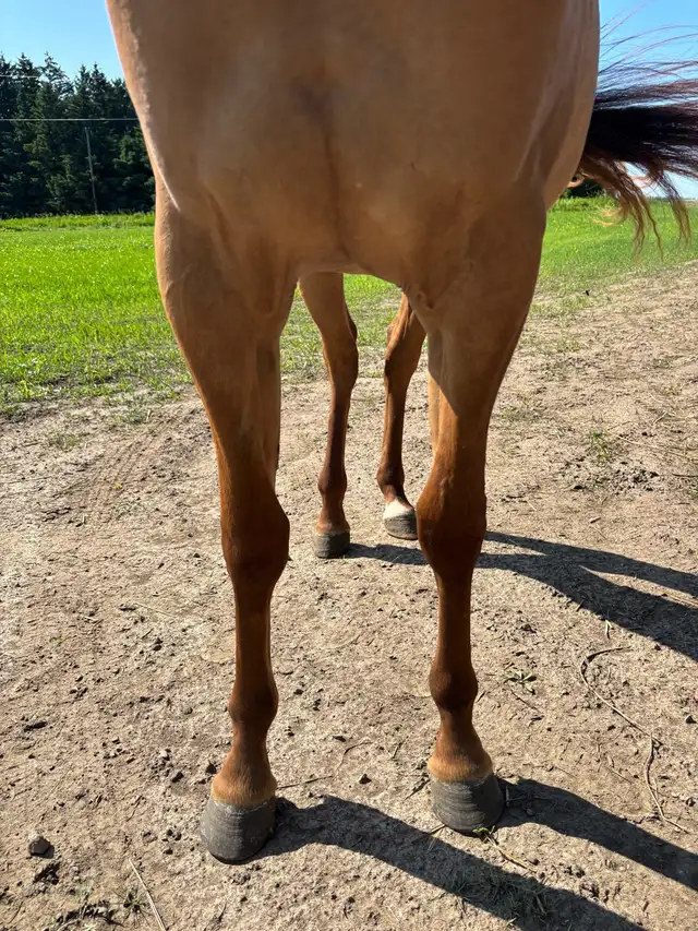 2yo AQHA Filly - Backed in Horses & Ponies for Rehoming in Kawartha Lakes - Image 3