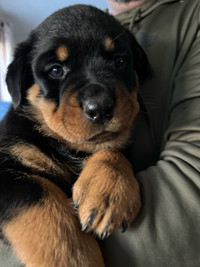 Rottweiler pups