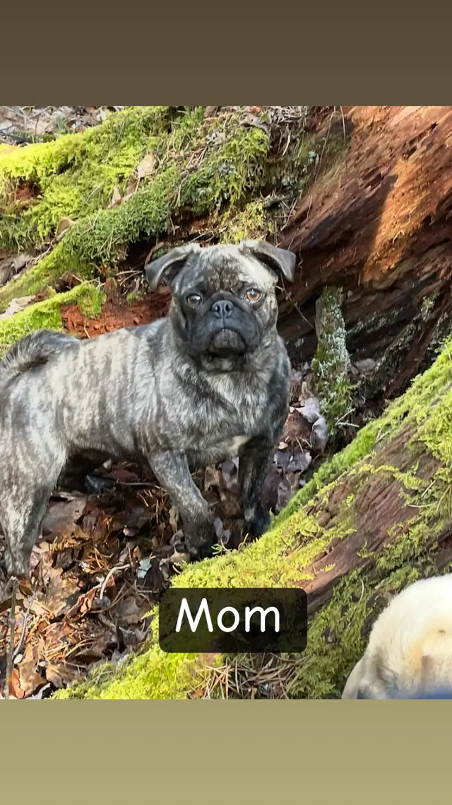 Chug puppies only 2 left in Dogs & Puppies for Rehoming in Moncton - Image 11