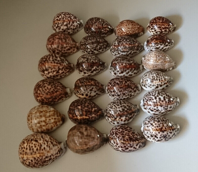 Vintage Tiger Cowrie Seashells/Cypraea Tigris Seashell in Arts & Collectibles in Oshawa / Durham Region