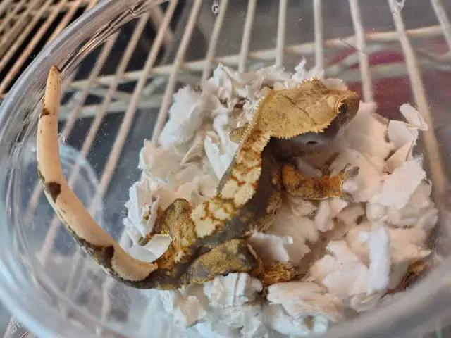 baby crested gecko in Reptiles & Amphibians for Rehoming in Kawartha Lakes - Image 3