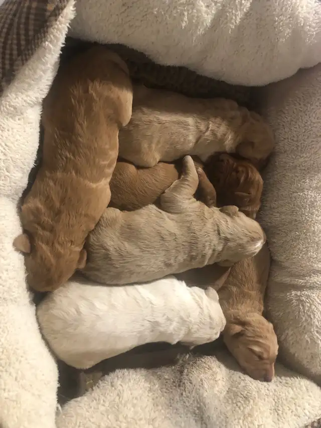 Labradoodle Puppies in Dogs & Puppies for Rehoming in Leamington - Image 7