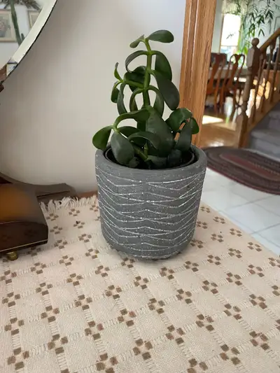 Jade Plant in Concrete Pot (Very Healthy), View more