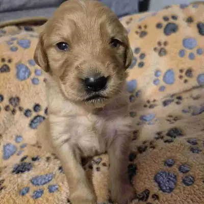 We have 12 Beautiful Pure Bred Golden Retriever Pups , Born March 24th , with 5 Females & 7 Males. T...