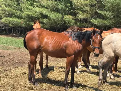 2yo Grade QH Filly -  sale, View more