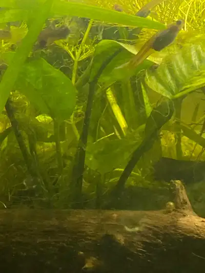 female guppies, View more