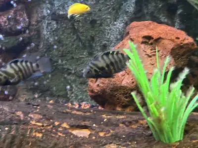 YELLOW LAB CONVICTS CICHLIDS FISH , View more