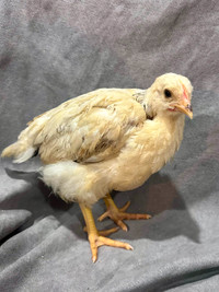 8 week old pullets available now!