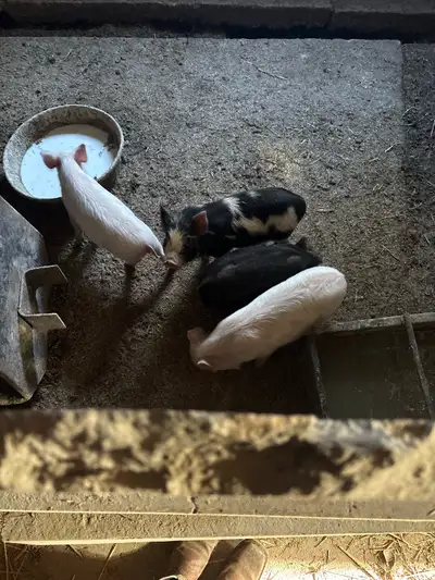 weaner pigs, View more