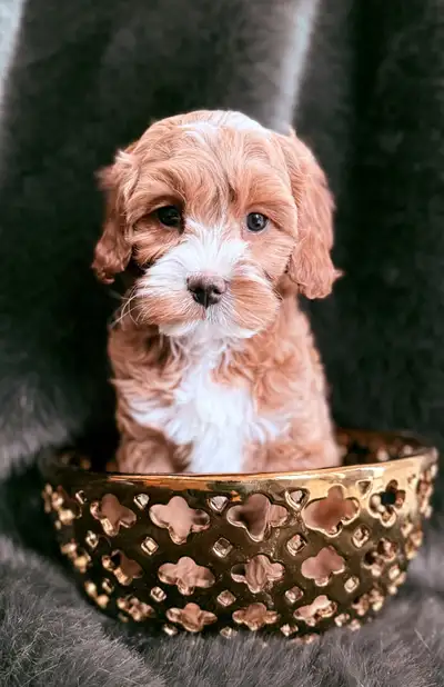 Cavapoo Puppies, View more