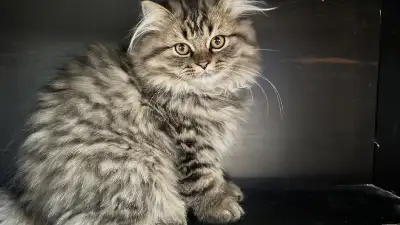 chaton persan mâle, View more