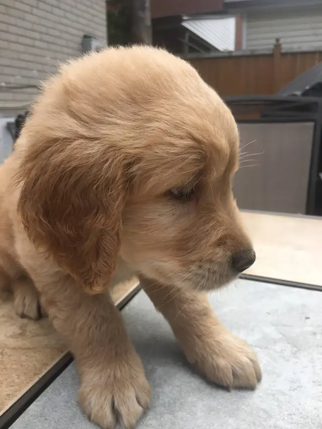EXCELLENT PRICE!.  GOLDEN WAGGLES HAS 2 RETRIEVER  PUPPIES LEFT in Dogs & Puppies for Rehoming in Oakville / Halton Region - Image 10