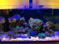 Innovative Marine Nuvo20 reef tank aquarium with accessories.