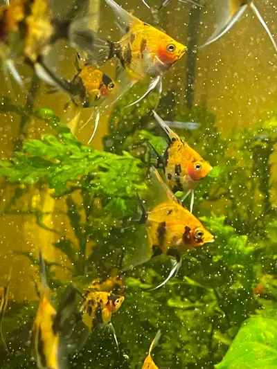 Top Quality Angelfish, View more