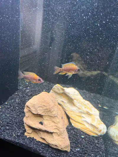 Ruby red peacock female cichlid, View more