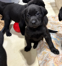 CKC Registered Black Labrador Retriever Puppies