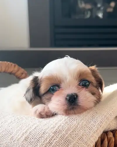 ❤️Beautiful Shih Tzu Puppies Blue Eyes!, View more