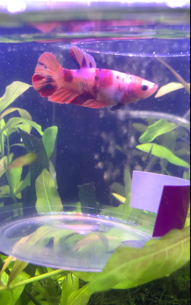 Koi Betta •••$20••• in Fish for Rehoming in Leamington - Image 4