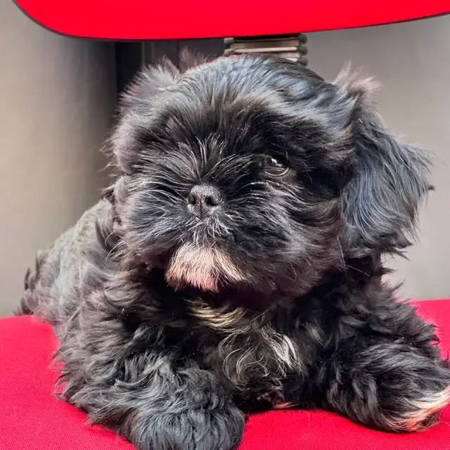 Shih tzu Puppies (Black)  - 5 Females & 2 Males in Dogs & Puppies for Rehoming in Vernon - Image 8