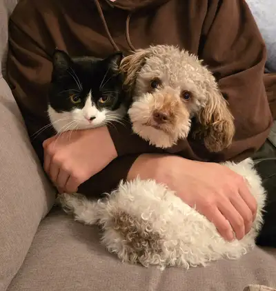 'Teenage' Havapoo, View more