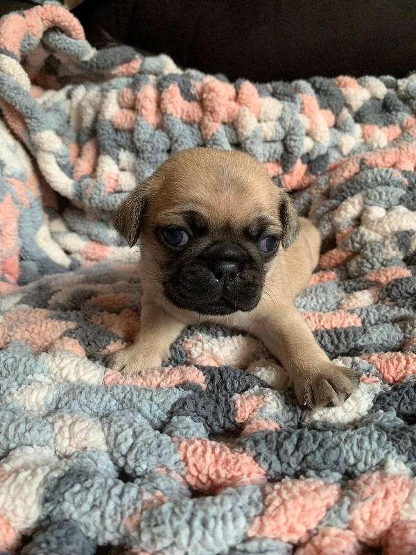 Purebred Pug Puppies in Dogs & Puppies for Rehoming in Oshawa / Durham Region - Image 3