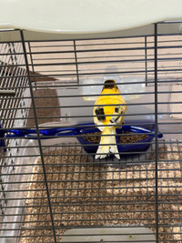 Yellow Male Canary