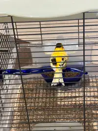 Yellow Male Canary with vision cage 