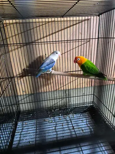 The opaline lovebirds are one and al half years old, untamed, and ready to breed