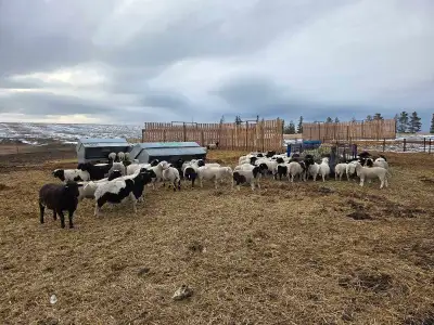Buying lambs , View more