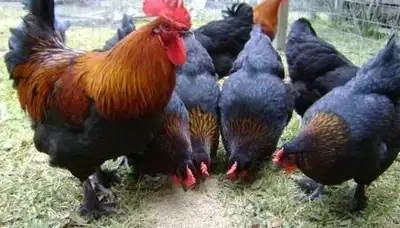 ●●Copper Marans HENS,21 Weeks Old, View more