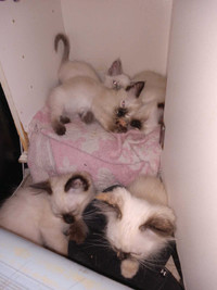 Siamese Balinese X Kittens & Kitty's 