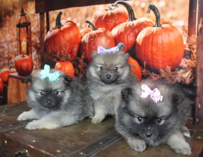 Pomeranian puppies, View more