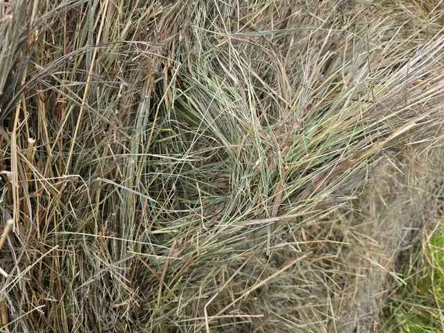 Hay for sale,