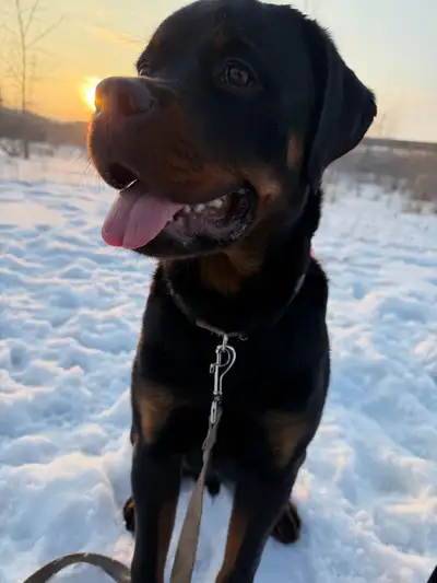 Meet Big Joe! 6 1/2 month old Rottweiler to be rehomed ❤️, View more
